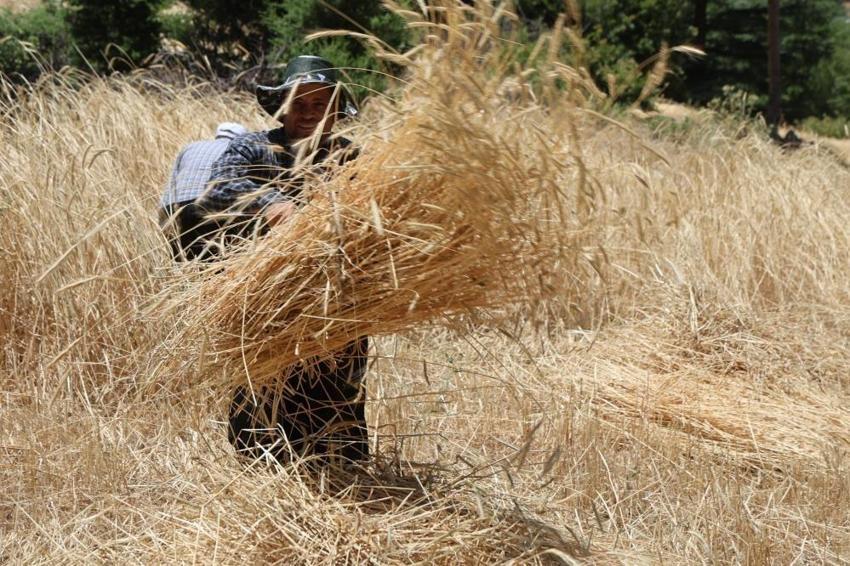 Türkiye'nin tek orakla hasadı başladı: Adana'da ihracatın ilk adımı burada atılıyor