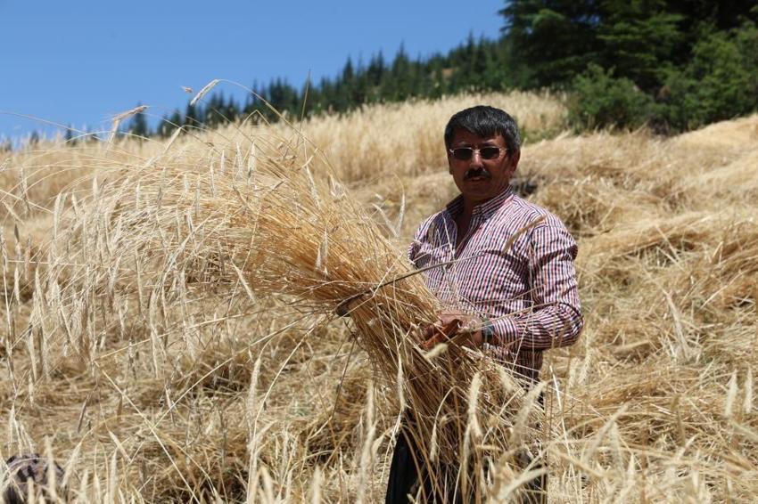 Türkiye'nin tek orakla hasadı başladı: Adana'da ihracatın ilk adımı burada atılıyor