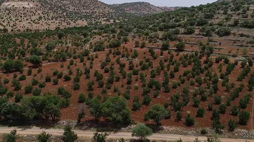 Mardin'de seneler önce tadına bakmak için dikti! 81 ile kasa kasa satılıyor: Bu ürün hiçbir yerde yok