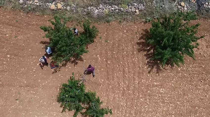 Mardin'de seneler önce tadına bakmak için dikti! 81 ile kasa kasa satılıyor: Bu ürün hiçbir yerde yok