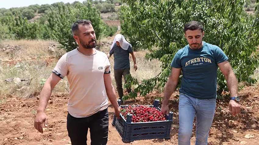Mardin'de seneler önce tadına bakmak için dikti! 81 ile kasa kasa satılıyor: Bu ürün hiçbir yerde yok