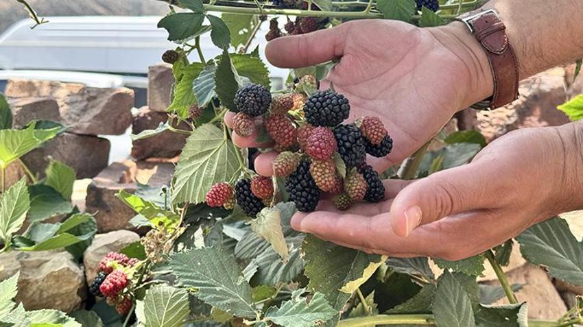 Siirt'te denediler ve tuttu! Bahçesine eken para basacak