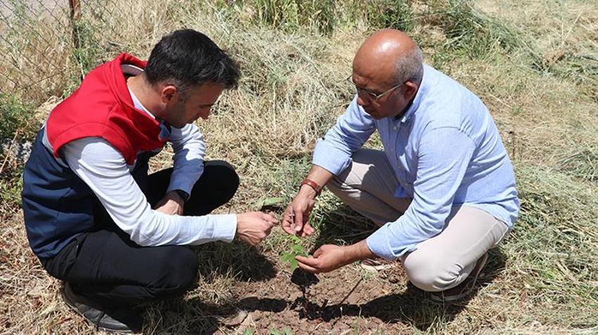 Siirt'te denediler ve tuttu! Bahçesine eken para basacak