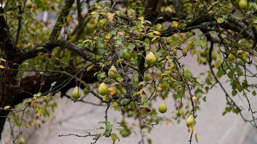 Bu ağacı bahçesine diken, 400 yıl meyvesini yiyor! İlk Bursalılar keşfetti, şimdi birçok ilde yetiştiriliyor