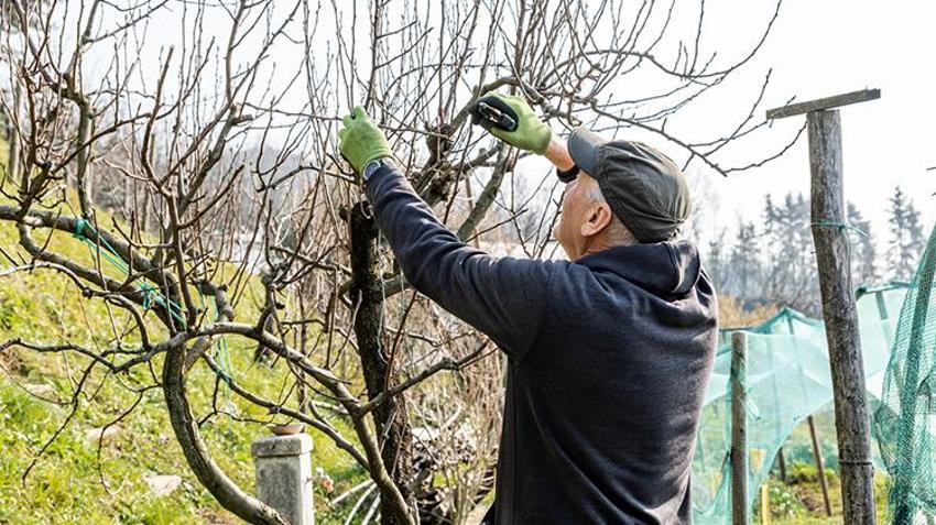 Bu ağacı bahçesine diken, 400 yıl meyvesini yiyor! İlk Bursalılar keşfetti, şimdi birçok ilde yetiştiriliyor