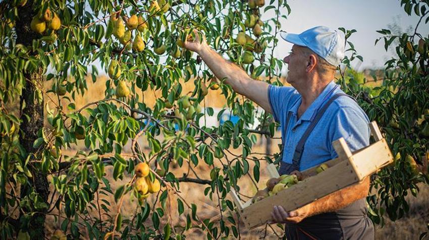 Bu ağacı bahçesine diken, 400 yıl meyvesini yiyor! İlk Bursalılar keşfetti, şimdi birçok ilde yetiştiriliyor