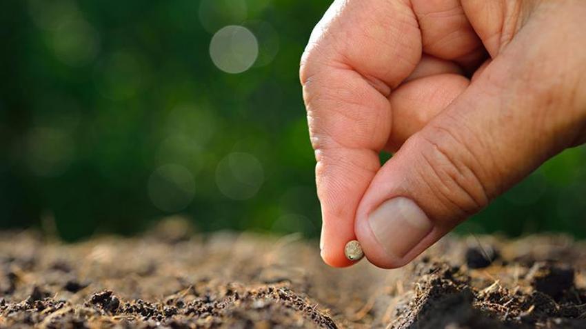 Bu ağacı bahçesine diken, 400 yıl meyvesini yiyor! İlk Bursalılar keşfetti, şimdi birçok ilde yetiştiriliyor