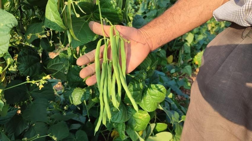 Güvercin gübresiyle besliyor, günlük 600 kilo üretimi var: Çevre illerden yoğun talep görüyor