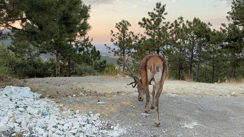 Afyonkarahisar'da karayoluna inen geyik 3 haftadan beri aynı yerde otlanıyor!