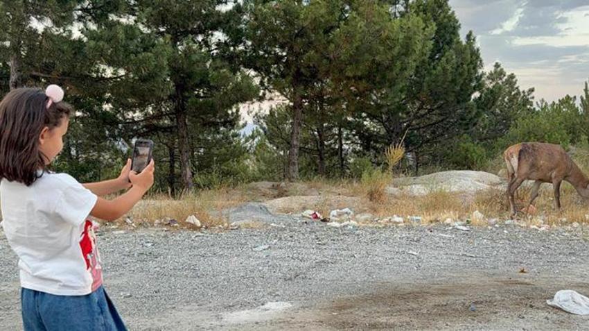 Afyonkarahisar'da karayoluna inen geyik 3 haftadan beri aynı yerde otlanıyor!