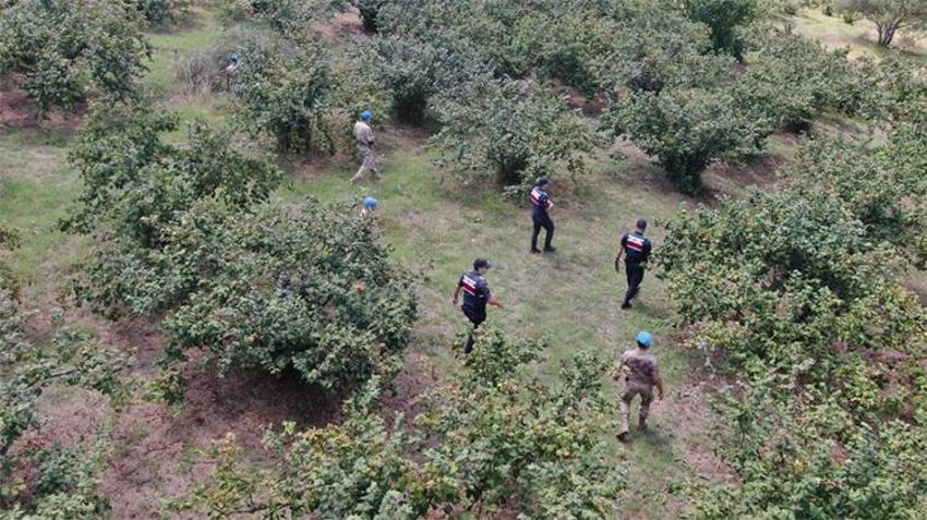 Kilosu 600 TL'ye çıktı! Jandarma tarlada gece gündüz nöbet tutuyor, ön hasat başlayacak