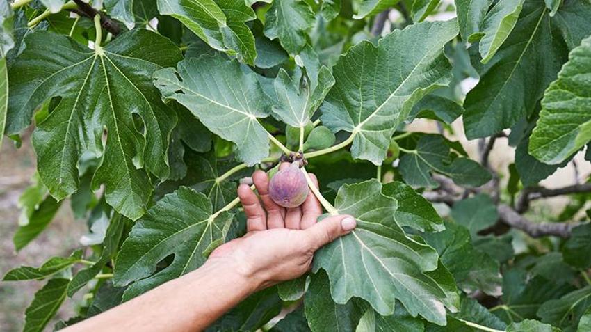 Bir kez diken 200 yıl meyvesini yiyor! 81 ilin tamamında yetişiyor, hem bahçede hem de saksıda oluyor
