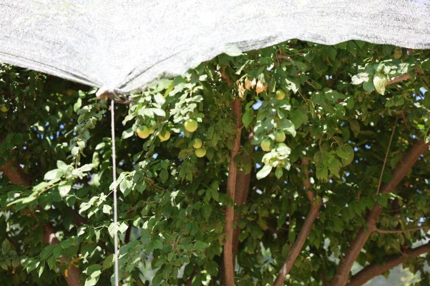 Aydın'da maliyeti kurtarmadığı için toplanmayan meyve bu yıl kıymete bindi! Fiyatı 20 kat artınca korumaya alındı
