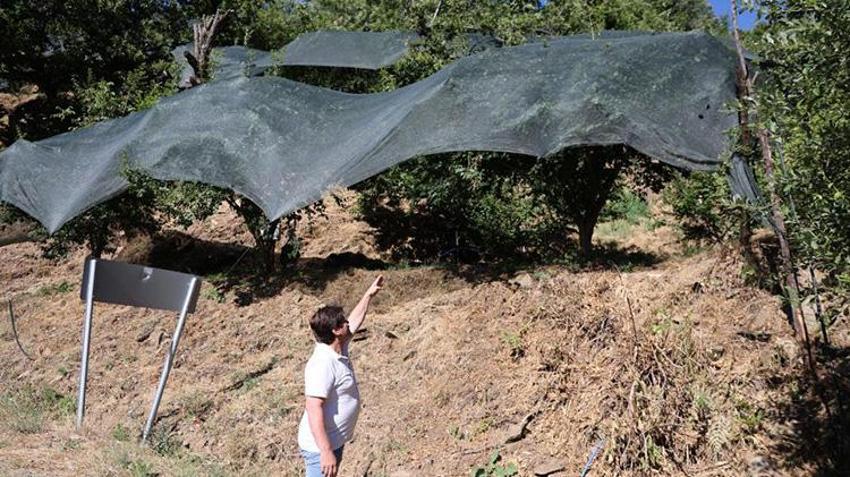Aydın'da maliyeti kurtarmadığı için toplanmayan meyve bu yıl kıymete bindi! Fiyatı 20 kat artınca korumaya alındı