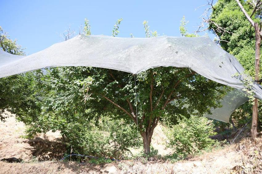 Aydın'da maliyeti kurtarmadığı için toplanmayan meyve bu yıl kıymete bindi! Fiyatı 20 kat artınca korumaya alındı