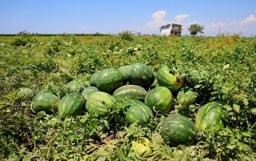 Adana ile Diyarbakır arasında 'karpuz' kavgası! Sosyal medya ikiye ayrıldı; 'Adana karpuzu bir markadır'