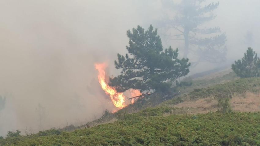 Konya'da 'odun ateşinde çay keyfi' ormanı küle çevirdi! İşte faciaya sebep olan kıvılcım