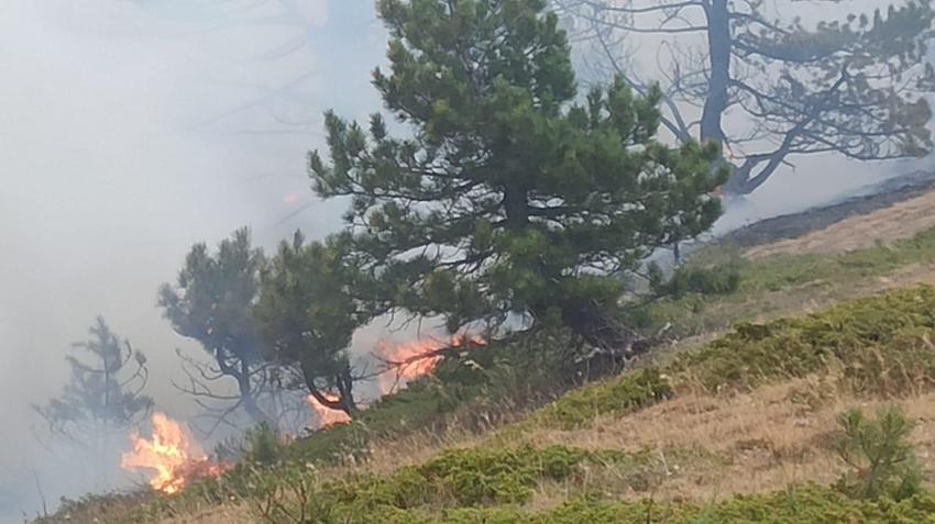 Konya'da 'odun ateşinde çay keyfi' ormanı küle çevirdi! İşte faciaya sebep olan kıvılcım