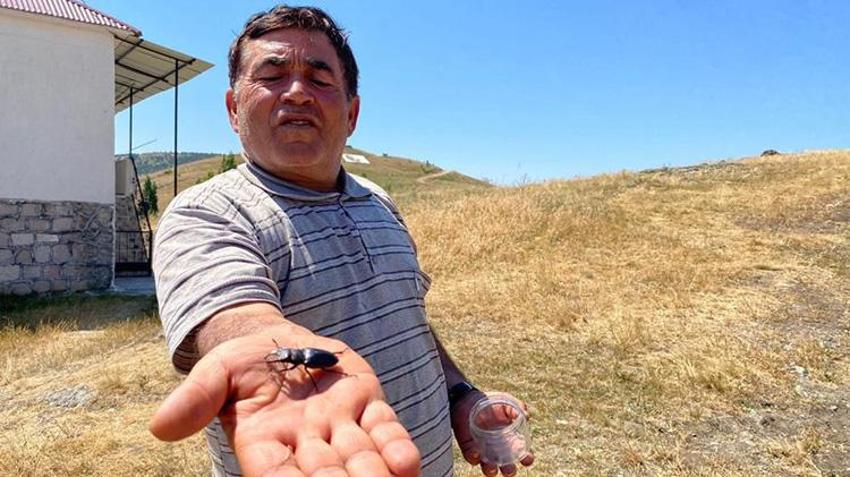 Öldürmenin 557 bin TL cezası var! Sivas'ta görüldü: Nesli tükenme tehlikesi altında