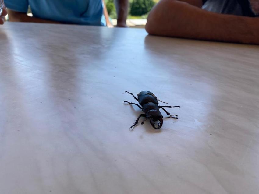 Öldürmenin 557 bin TL cezası var! Sivas'ta görüldü: Nesli tükenme tehlikesi altında