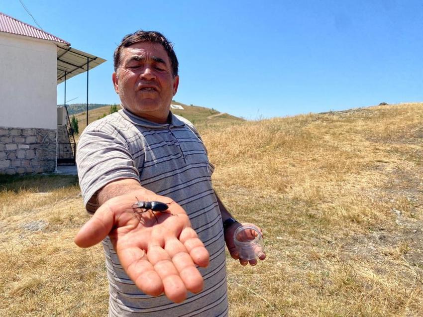 Öldürmenin 557 bin TL cezası var! Sivas'ta görüldü: Nesli tükenme tehlikesi altında