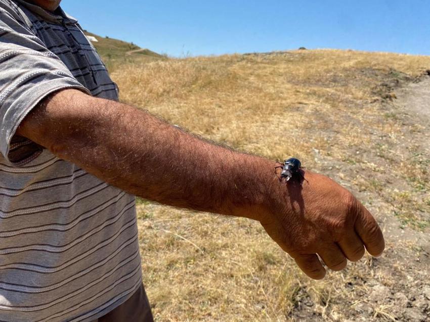 Öldürmenin 557 bin TL cezası var! Sivas'ta görüldü: Nesli tükenme tehlikesi altında