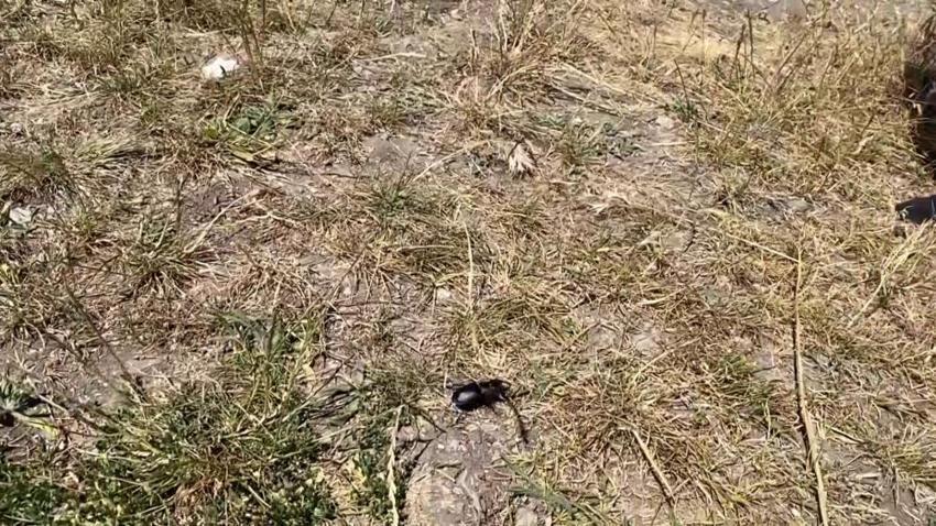 Öldürmenin 557 bin TL cezası var! Sivas'ta görüldü: Nesli tükenme tehlikesi altında