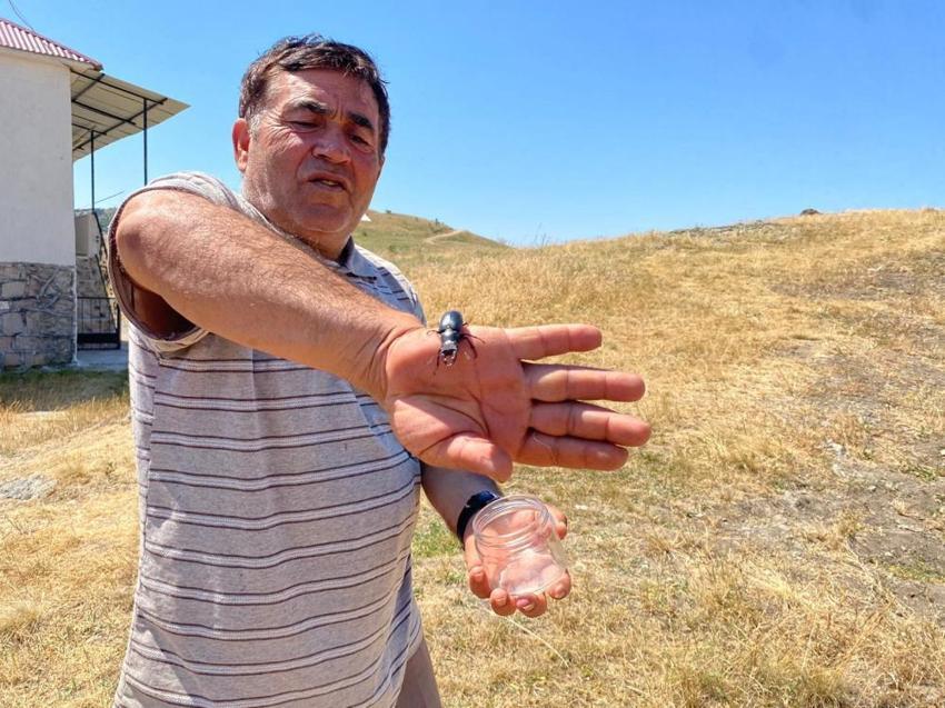 Öldürmenin 557 bin TL cezası var! Sivas'ta görüldü: Nesli tükenme tehlikesi altında