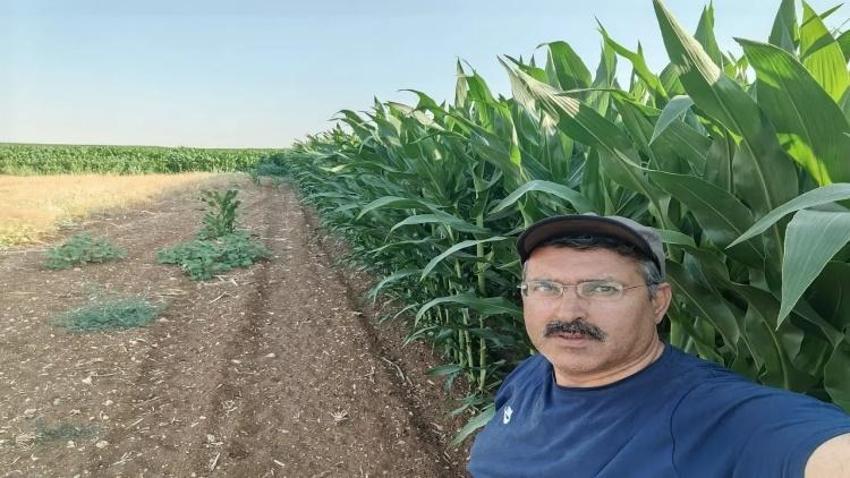 Konya'da mısır ekim alanında görüldü: 10 gün gecikince acil uyarı geldi