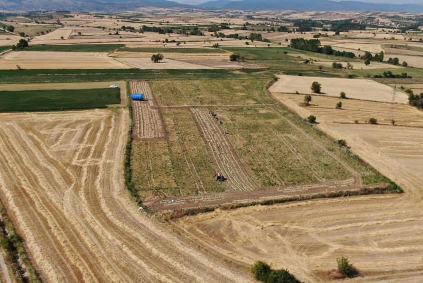 Taşköprü sarımsağının gizli kahramanları! Günlük 1200 lira yevmiyesi var: Kavurucu sıcaklarda zorlu mesaiye devam ediyorlar
