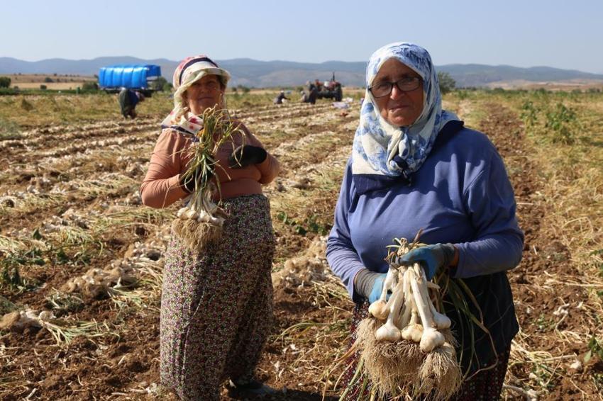 Taşköprü sarımsağının gizli kahramanları! Günlük 1200 lira yevmiyesi var: Kavurucu sıcaklarda zorlu mesaiye devam ediyorlar