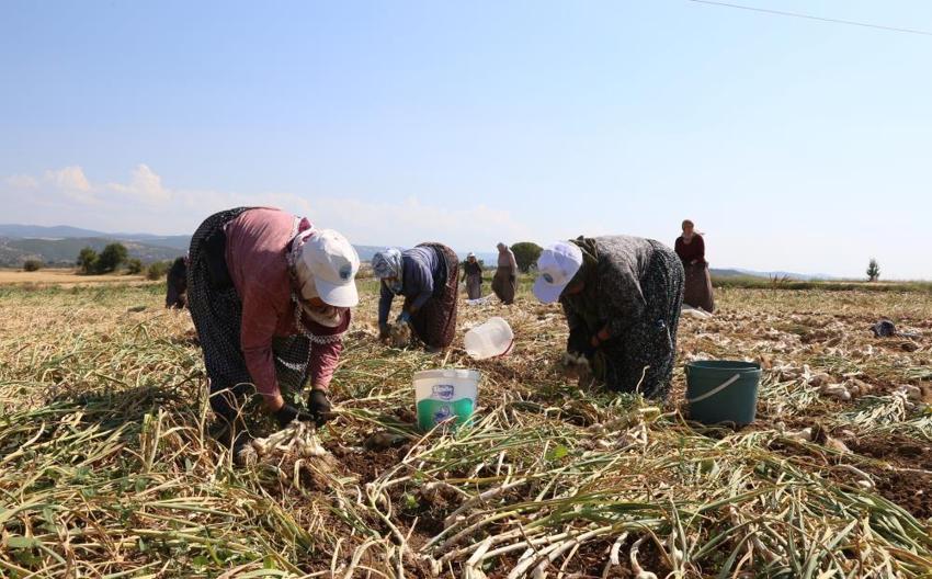 Taşköprü sarımsağının gizli kahramanları! Günlük 1200 lira yevmiyesi var: Kavurucu sıcaklarda zorlu mesaiye devam ediyorlar