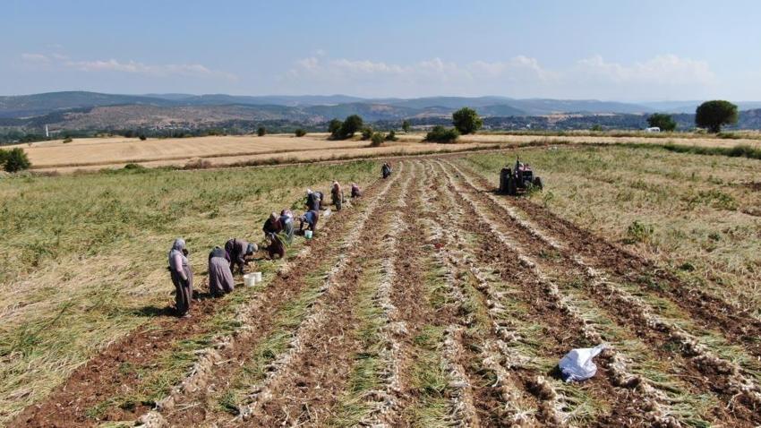 Taşköprü sarımsağının gizli kahramanları! Günlük 1200 lira yevmiyesi var: Kavurucu sıcaklarda zorlu mesaiye devam ediyorlar