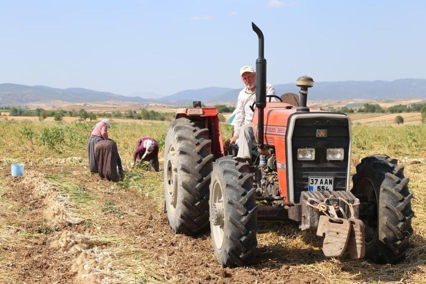 Taşköprü sarımsağının gizli kahramanları! Günlük 1200 lira yevmiyesi var: Kavurucu sıcaklarda zorlu mesaiye devam ediyorlar