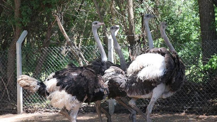 Yozgat'ta çocukluk hayalini gerçekleştiren vatandaş siparişlere yetişemiyor! Henüz çıkmamış yumurtaların bile sahibi var