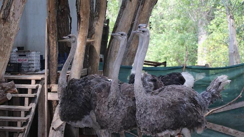 Yozgat'ta çocukluk hayalini gerçekleştiren vatandaş siparişlere yetişemiyor! Henüz çıkmamış yumurtaların bile sahibi var