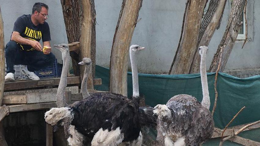 Yozgat'ta çocukluk hayalini gerçekleştiren vatandaş siparişlere yetişemiyor! Henüz çıkmamış yumurtaların bile sahibi var