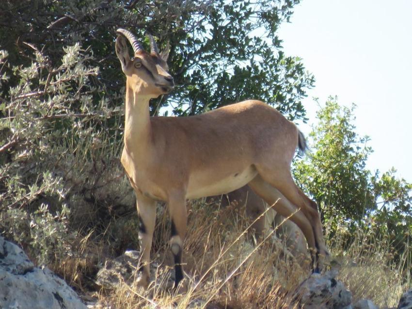 Dağ eteğinde sürü halinde fotokapana yakalandılar! Yaban hayatı görüntülendi