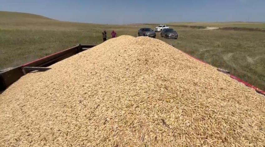 Kars'ta herkesin 'yapma' dediğini yaptı: Dönüm başına 600 kilo ürün elde etti!