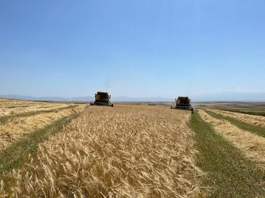 Kars'ta herkesin 'yapma' dediğini yaptı: Dönüm başına 600 kilo ürün elde etti!