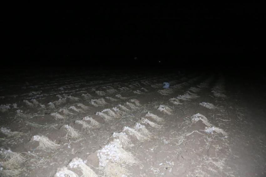Kastamonu'da 'beyaz altın' nöbeti'! Hasadı devam eden ürünün değeri yükselince silahla nöbet tutmaya başladılar