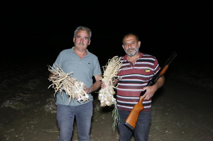 Kastamonu'da 'beyaz altın' nöbeti'! Hasadı devam eden ürünün değeri yükselince silahla nöbet tutmaya başladılar