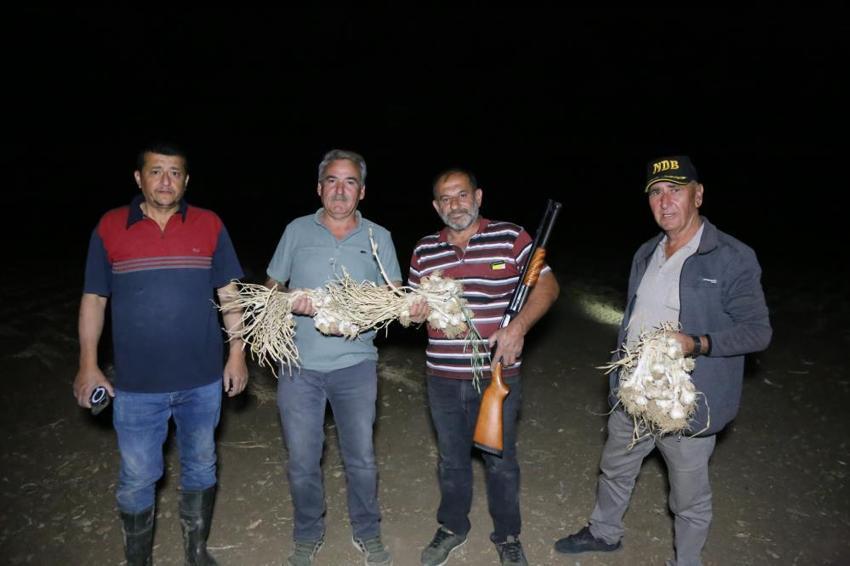 Kastamonu'da 'beyaz altın' nöbeti'! Hasadı devam eden ürünün değeri yükselince silahla nöbet tutmaya başladılar