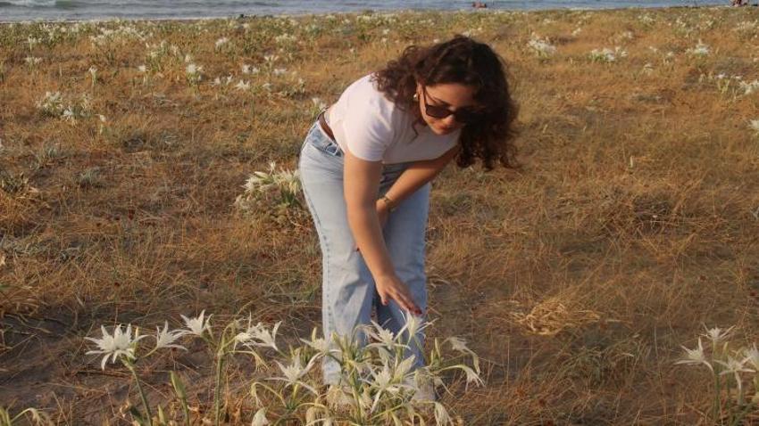 Samsun'da sahil kenarında kendiliğinden yetişiyor: Karadeniz'i süsledi, cezası çok ağır!