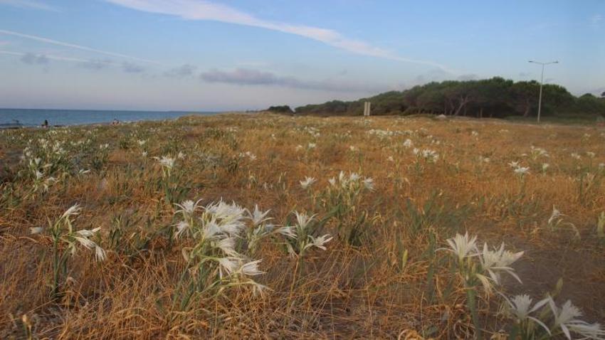 Samsun'da sahil kenarında kendiliğinden yetişiyor: Karadeniz'i süsledi, cezası çok ağır!
