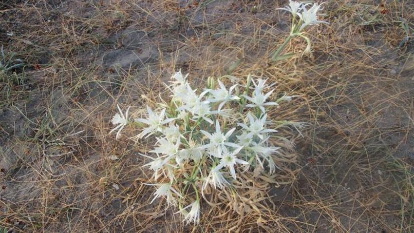 Samsun'da sahil kenarında kendiliğinden yetişiyor: Karadeniz'i süsledi, cezası çok ağır!