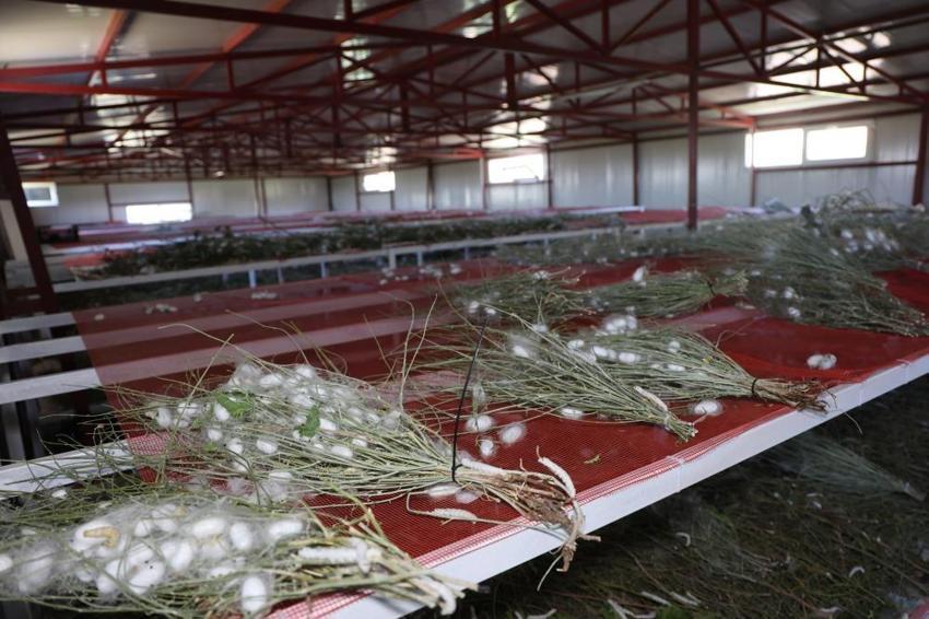 Yılda bir kez ürettiği ürün zengin yaptı! Elazığ'da köyüne tesis kurdu