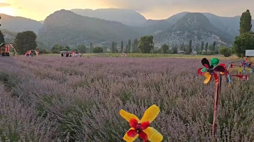 Adana'da buranın ismini duyan akın ediyor: Yaz mevsiminde renk cümbüşüne döndü