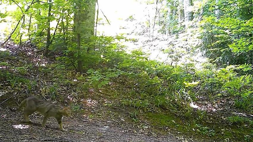 Nesli tükenme tehlikesi altındaydı: Bursa'da fotokapana yakalandı! Avını sessiz görünmez izlerle avlıyor