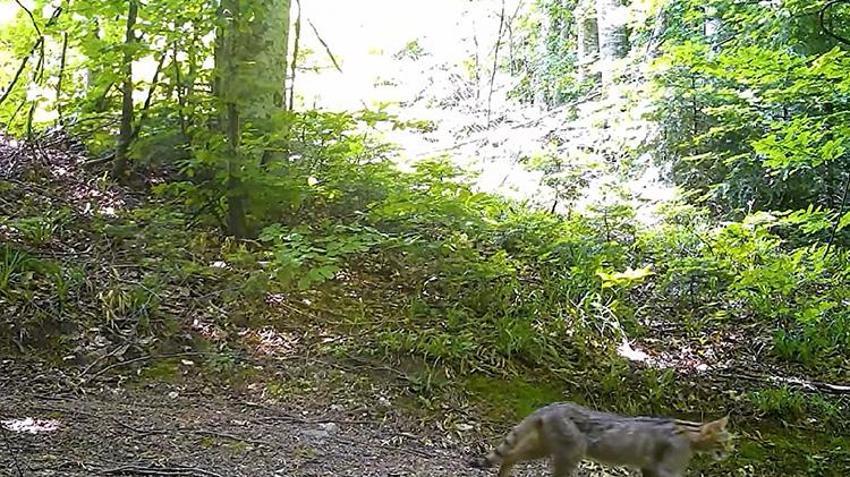 Nesli tükenme tehlikesi altındaydı: Bursa'da fotokapana yakalandı! Avını sessiz görünmez izlerle avlıyor